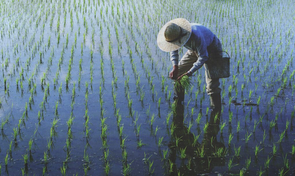 Farmer planting rices in the field